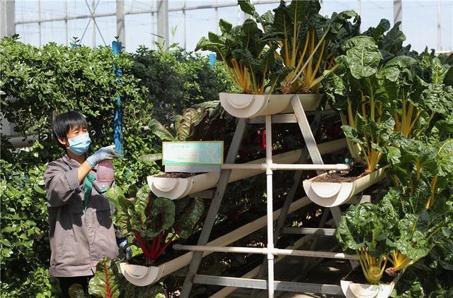 河北饒陽(yáng)縣：高效現(xiàn)代農(nóng)業(yè)助推鄉(xiāng)村振興