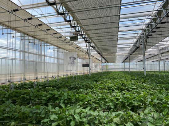 誰種出的草莓更好，人工智能VS頂尖農人？