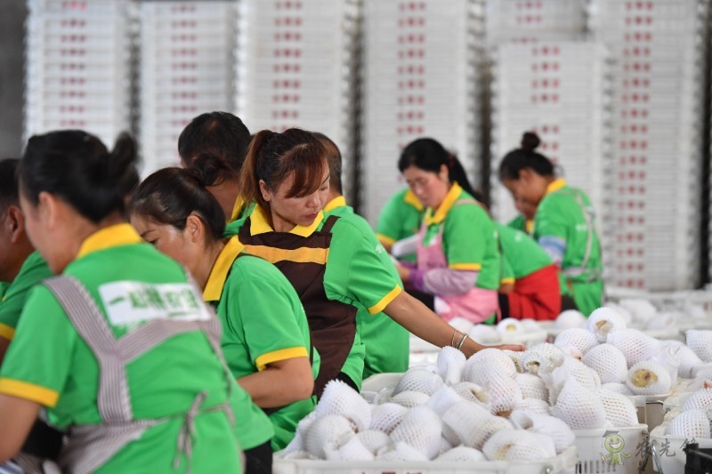 拼多多持續(xù)再加碼農(nóng)業(yè)，“最初一公里”構(gòu)架基本完成