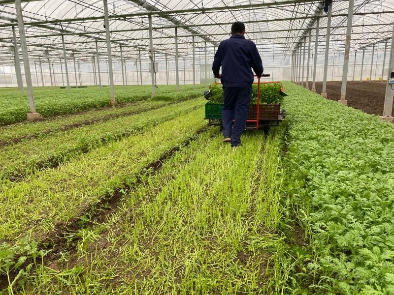 現(xiàn)代農(nóng)業(yè)