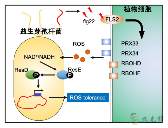 微生物肥料為何低效？