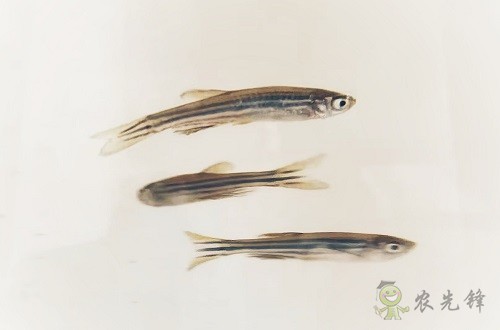 腸道土著菌讓魚(yú)兒吃糖長(zhǎng)肉？