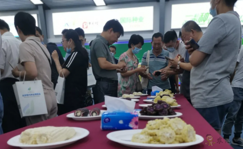 北京：發(fā)揮種業(yè)創(chuàng)新優(yōu)勢做強鮮食玉米產業(yè)