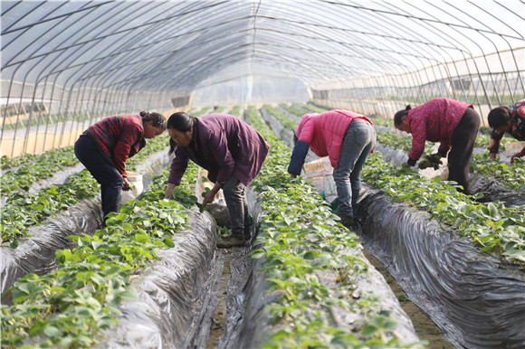 農(nóng)民在普迪生態(tài)園的草莓大棚里察看草莓生長(zhǎng)態(tài)勢(shì)