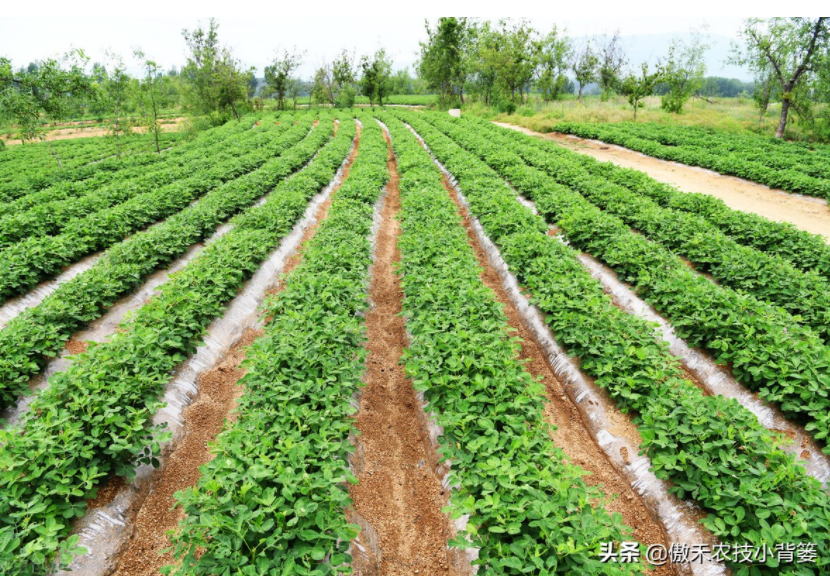 農(nóng)作物起壟種植有哪些好處？起壟時如何確定最佳壟高？