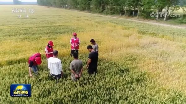 從南到北陸續(xù)開(kāi)鐮 確保夏糧顆粒歸倉(cāng)