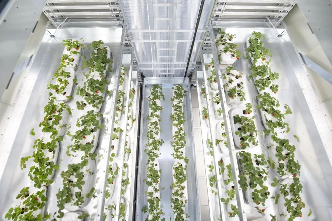 EIMA 2022技術(shù)創(chuàng)新獎釋出，自主性和環(huán)境友好產(chǎn)品受青睞