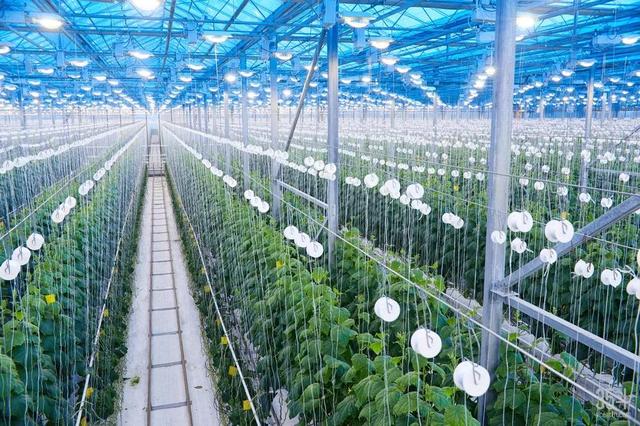 新加坡積極發(fā)展城市農(nóng)場(chǎng)