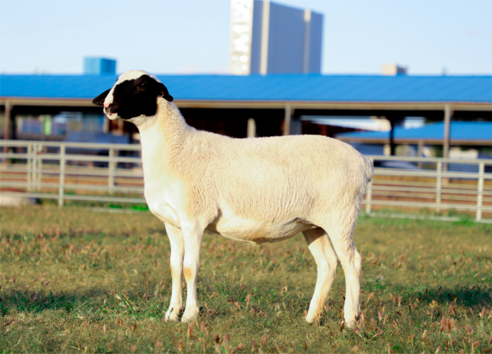 全國首個！“杜蒙羊”新品種通過國家審定