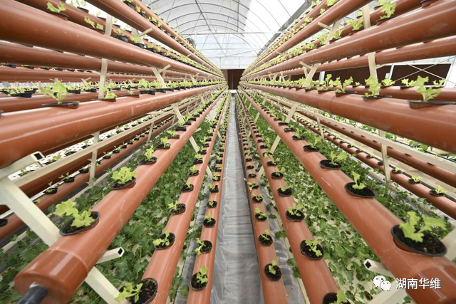 在沙漠里種菜？中國蔬菜走進(jìn)世界杯