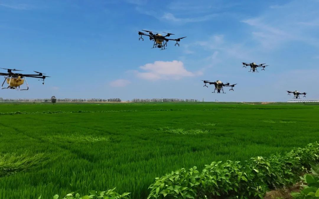 農(nóng)作物病蟲害是影響農(nóng)作物穩(wěn)產(chǎn)增產(chǎn)的重要因素，科學(xué)有效防控是保單產(chǎn)、穩(wěn)總產(chǎn)的關(guān)鍵舉措。