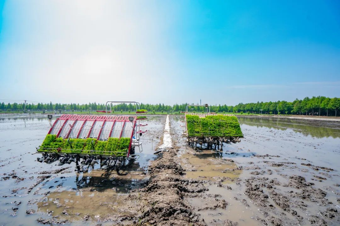 無人農(nóng)機(jī)加入滬郊水稻插秧大軍