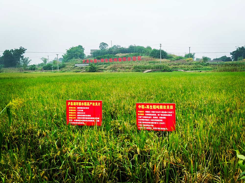 協(xié)同提升中稻-再生稻產(chǎn)能 川渝毗鄰地區(qū)實現(xiàn)“噸糧田”