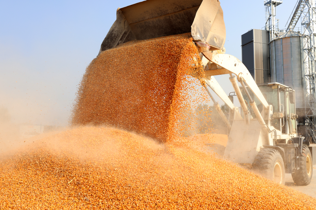 端穩(wěn)“中國飯碗” 我國糧食產(chǎn)后節(jié)約減損有力推進